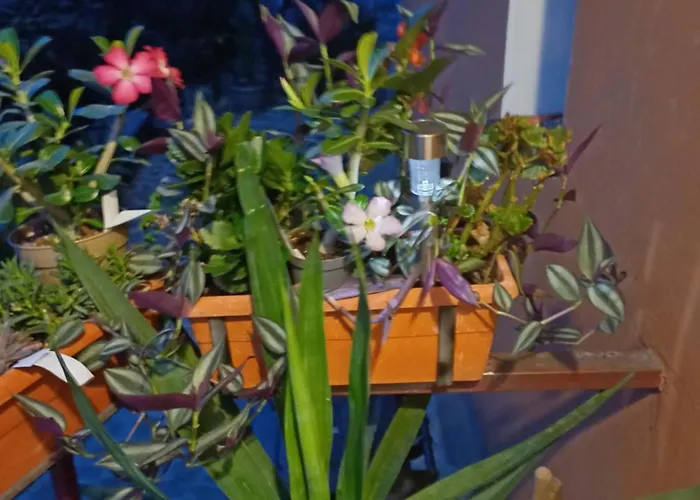 Affittacamere Cu Baie Proprie Carmen