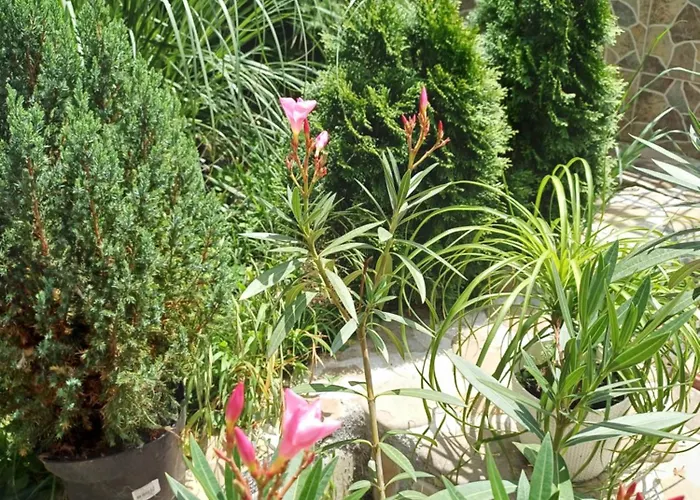 Cu Baie Proprie Carmen Maison d'hôtes 3*